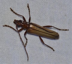 Centrodera decolorata