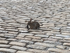 Sylvilagus floridanus