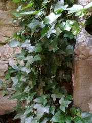 Hedera helix