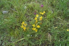 Thermopsis lanceolata