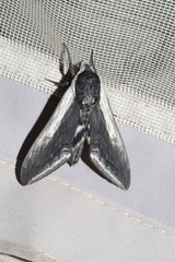 Sphinx drupiferarum
