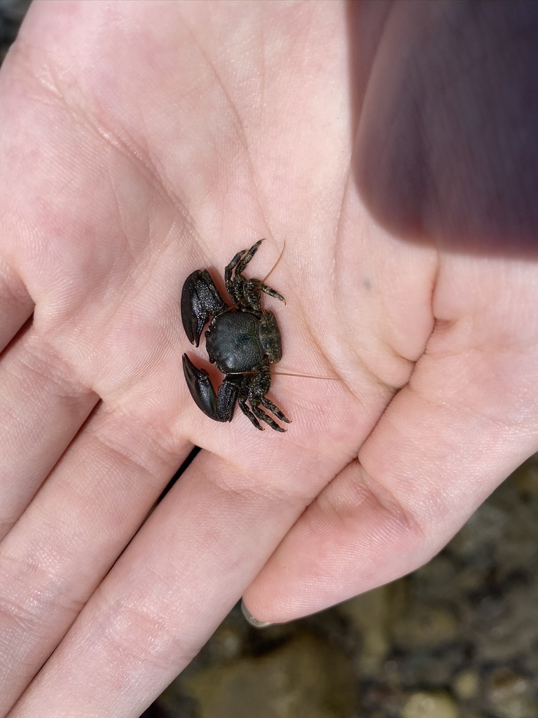 Cabrillo porcelain crab