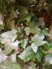 Hedera helix