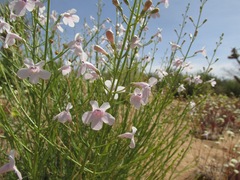 Penstemon thurberi