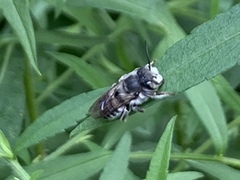 Megachile