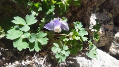 Aquilegia saximontana