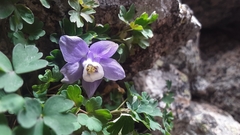 Aquilegia saximontana