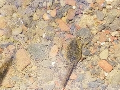 Pseudacris hypochondriaca