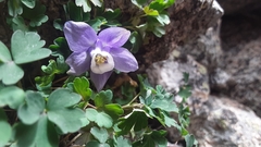 Aquilegia saximontana