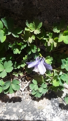 Aquilegia saximontana