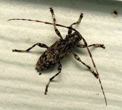 Graphisurus fasciatus