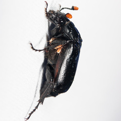 Nicrophorus nigrita