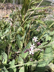 Silene repens