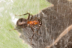 Formica polyctena × rufa