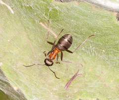 Formica polyctena × rufa