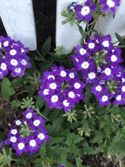 Glandularia aristigera