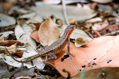 Sceloporus chrysostictus
