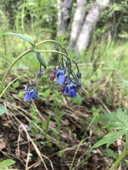 Mertensia paniculata paniculata