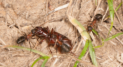 Formica polyctena × rufa