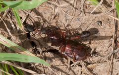 Formica polyctena × rufa