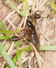 Formica polyctena × rufa