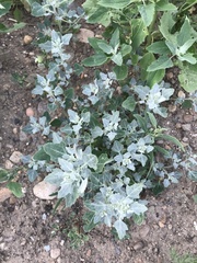 Chenopodium karoi