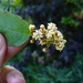 Amborellaceae - Photo (c) Scott Zona, algunos derechos reservados (CC BY)
