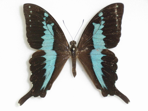 Exquisite Malachite