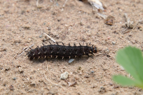 Aphrodite Fritillary