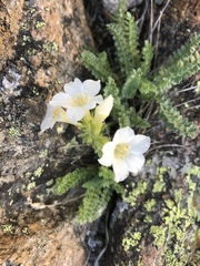 Polemonium brandegeei