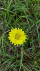 Pyrrhopappus carolinianus