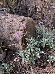 Penstemon caesius