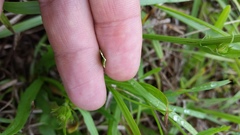 Pyrrhopappus carolinianus