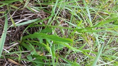 Pyrrhopappus carolinianus