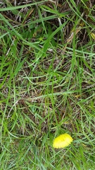 Pyrrhopappus carolinianus