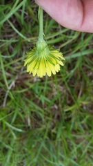 Pyrrhopappus carolinianus