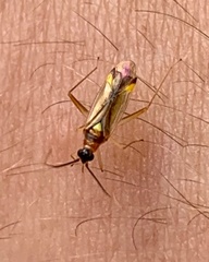 Campyloneura virgula