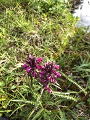 Pedicularis sudetica interior