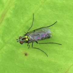 Plagioneurus univittatus