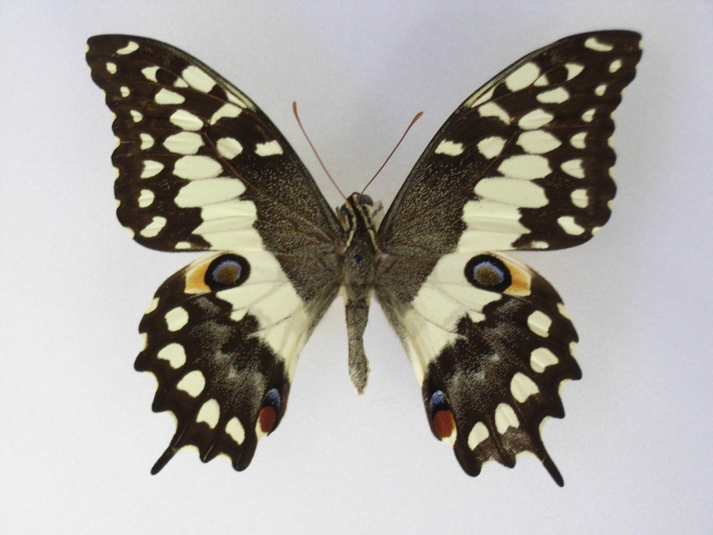 Madagascan Emperor Swallowtail