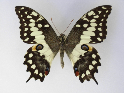 Madagascan Emperor Swallowtail
