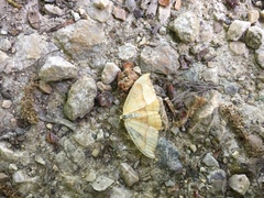 Watsonalla cultraria