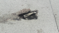 Mephitis mephitis holzneri