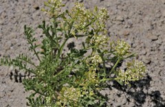 Lepidium fremontii