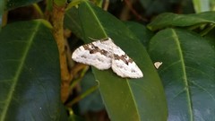 Xanthorhoe montanata