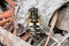 Helophilus neoaffinis