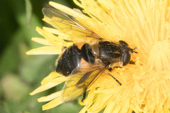 Helophilus lapponicus