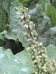 Rumex confertus