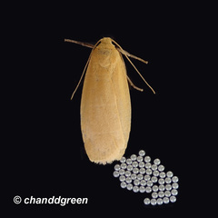 Danielithosia immaculata