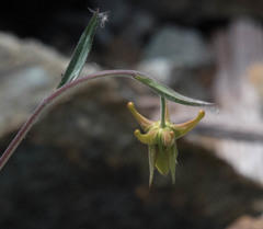 Aquilegia eximia
